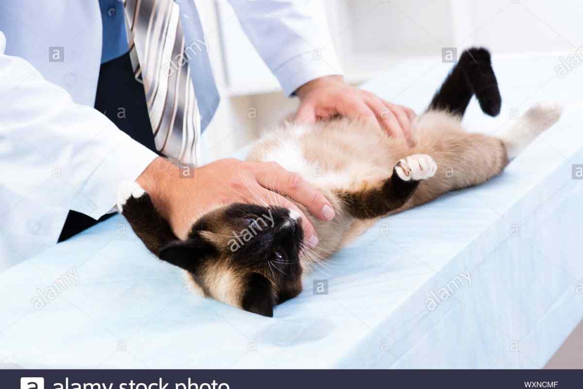 Як доглядати за котом після кастрації