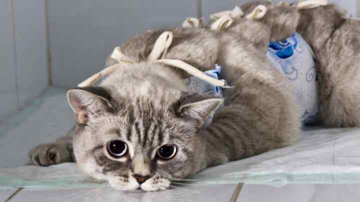 Як поводиться кішка після стерилізації