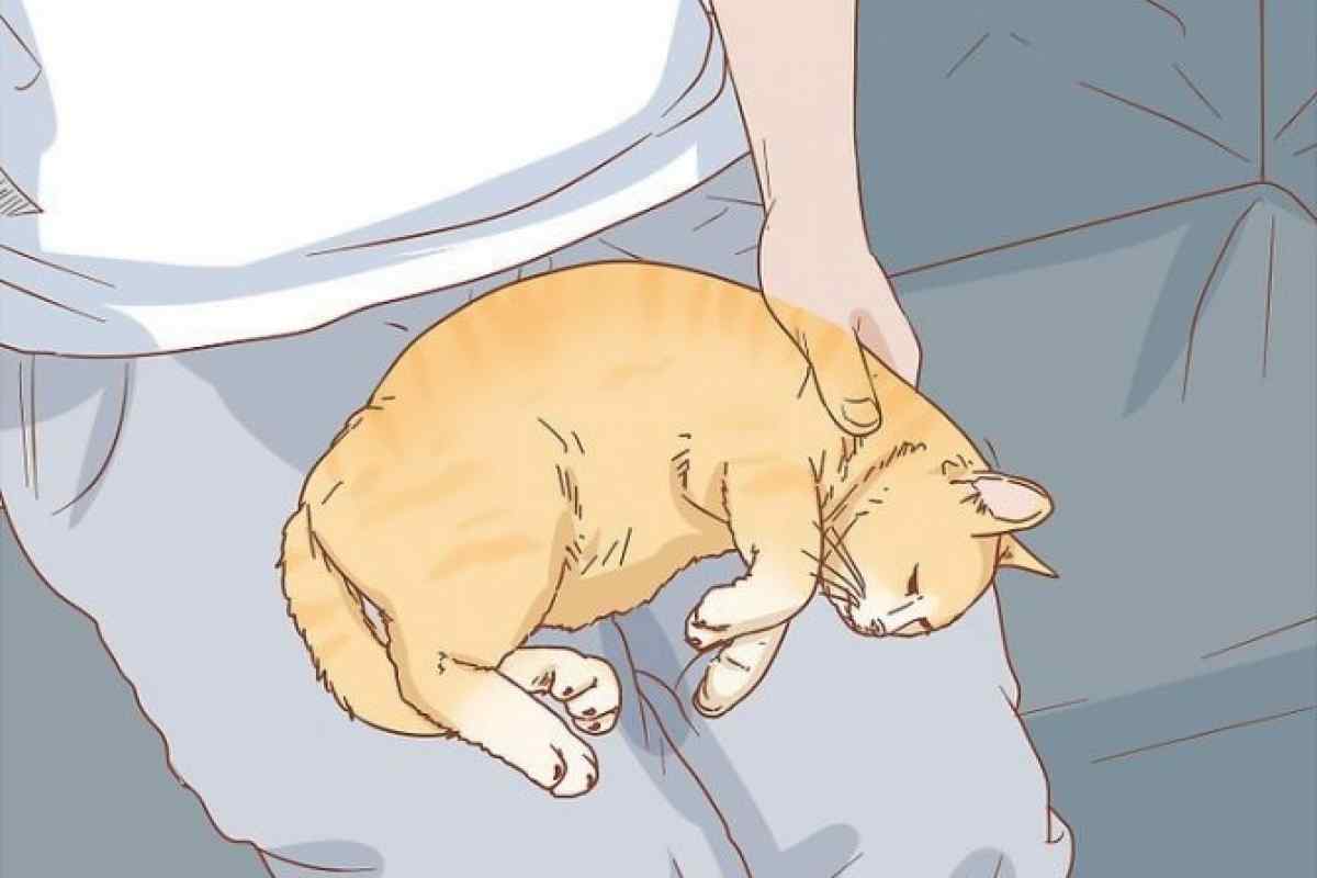 Як лікувати коліт у кішок