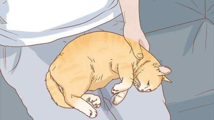 Як лікувати коліт у кішок