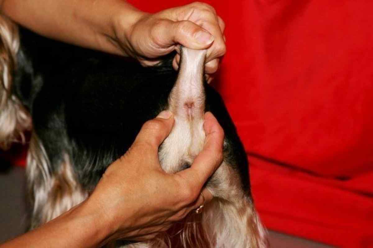 Запалення параанальних залоз у собак: причини, лікування