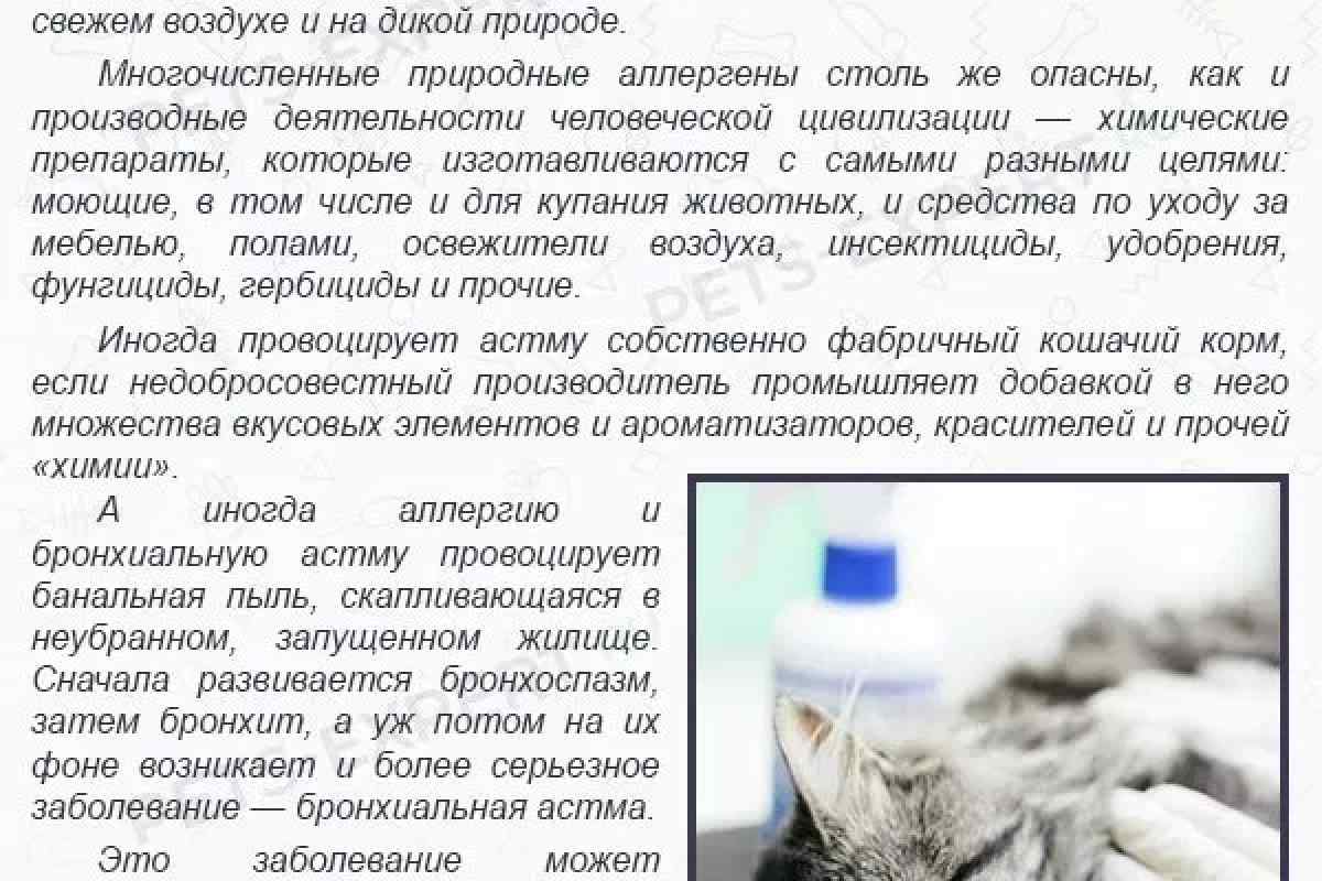 Як лікувати кашель у кота