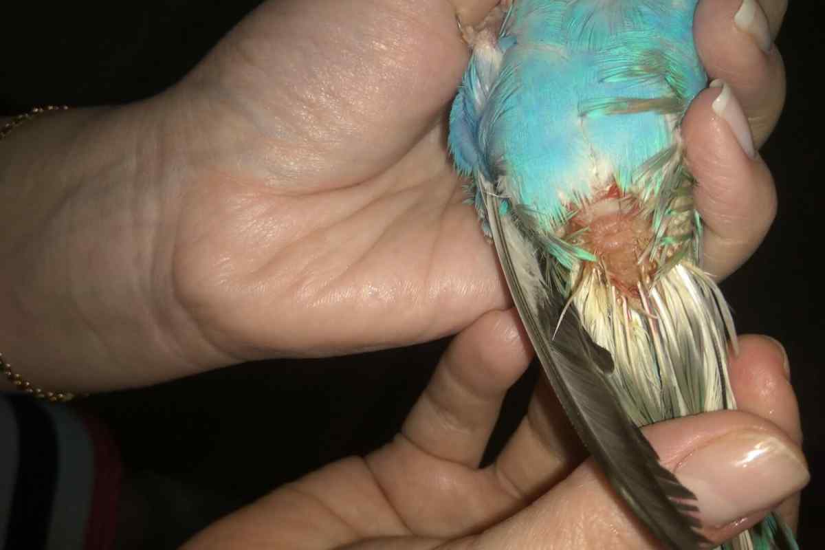 Як лікувати пронос у папугу