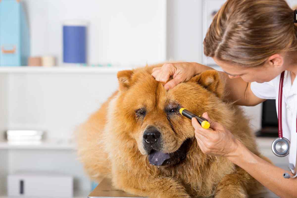 Як лікувати нежить у собаки