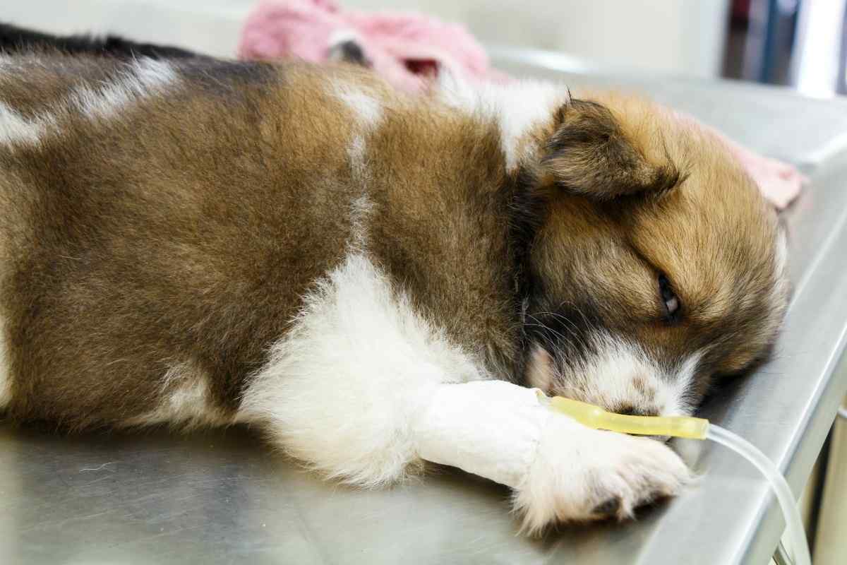 Як лікувати шлунок у собаки