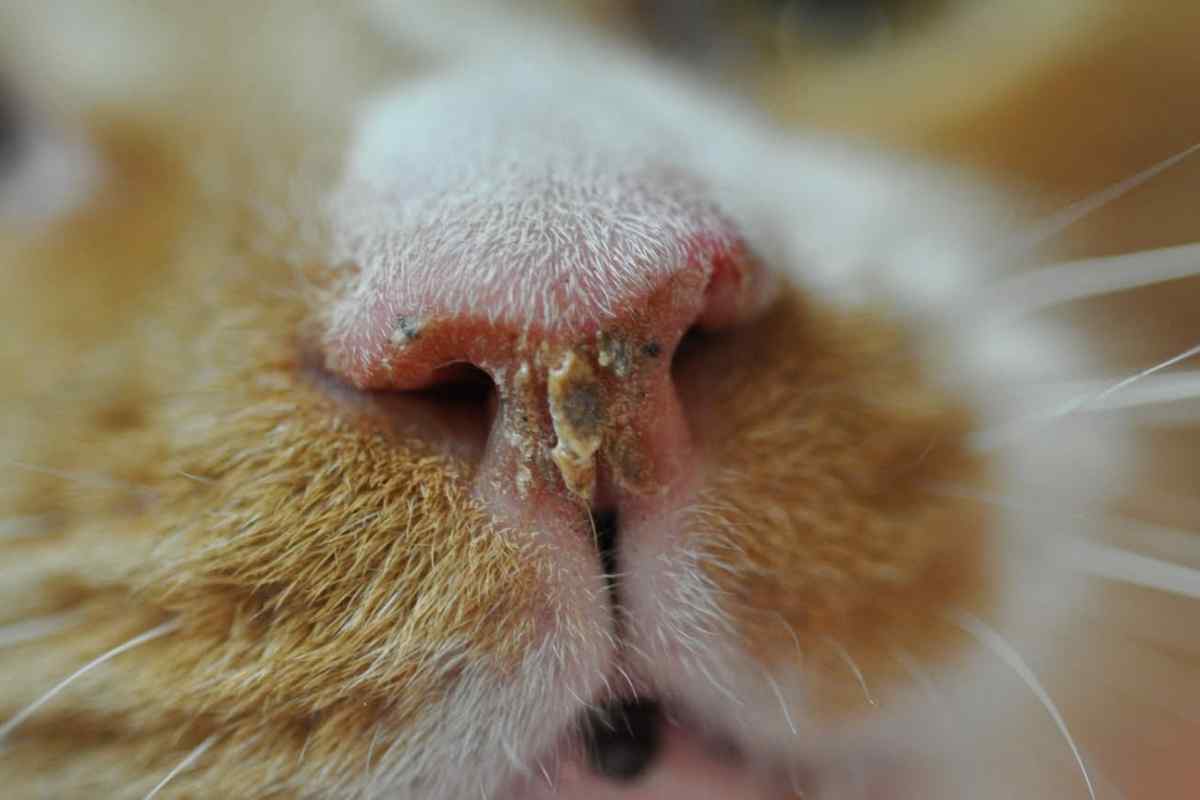 Причини появи корок на носі у котів