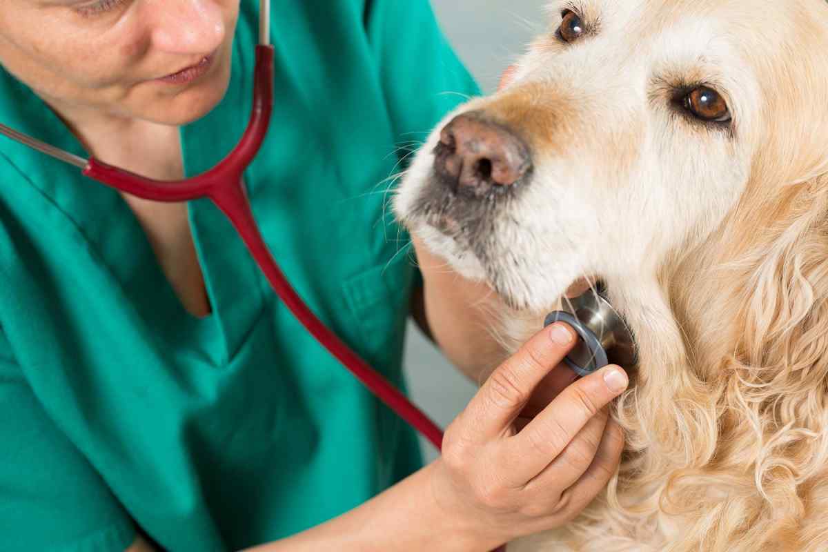 Власоїди у собак: потрібне невідкладне лікування
