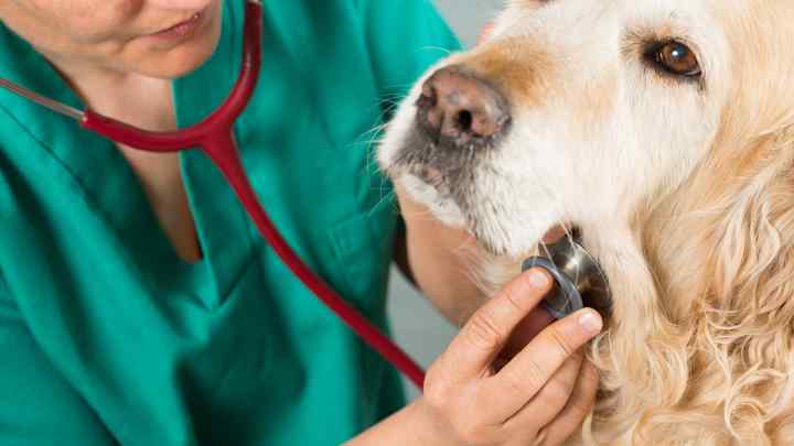 Власоїди у собак: потрібне невідкладне лікування