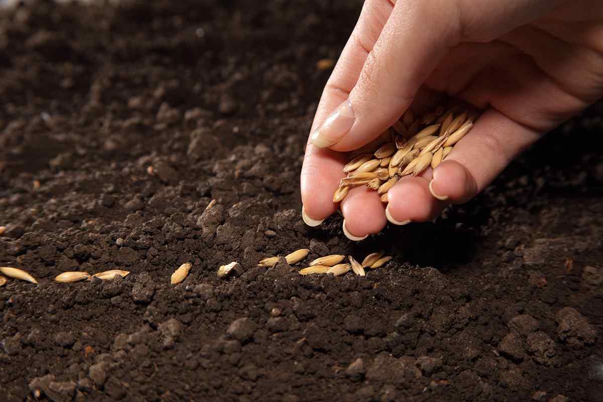 Як запобігти насіння