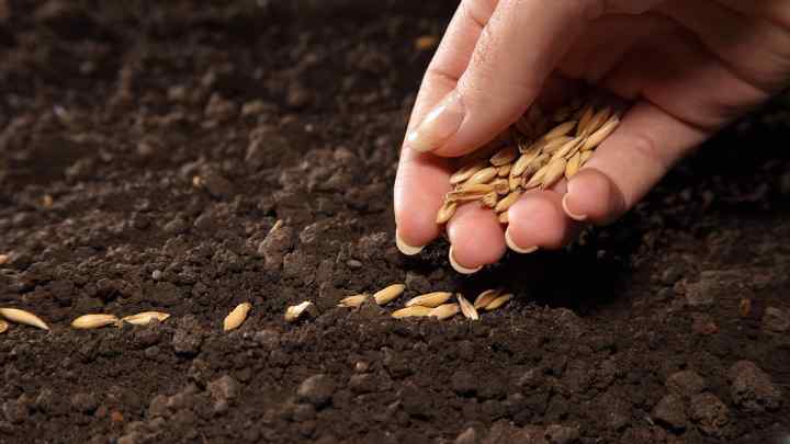 Як запобігти насіння