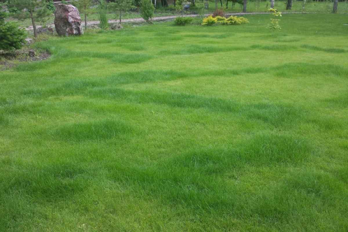 Рулонний газон - шлях до ідеальної галявини