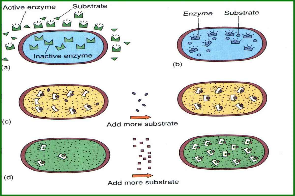 Состав клетки фермент клетки