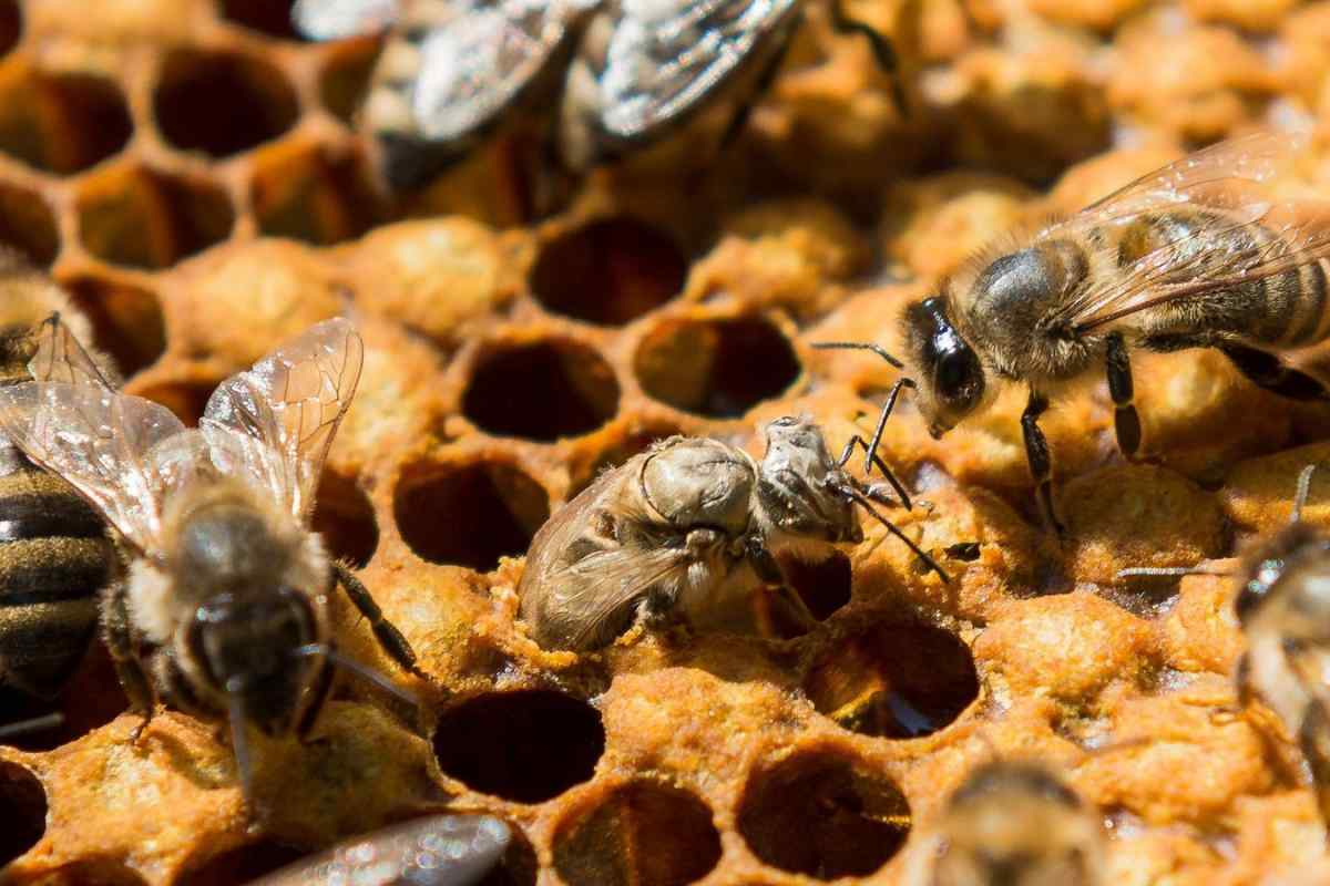 Навіщо бджолам мед
