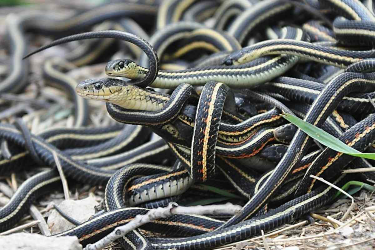 Як спарюються змії