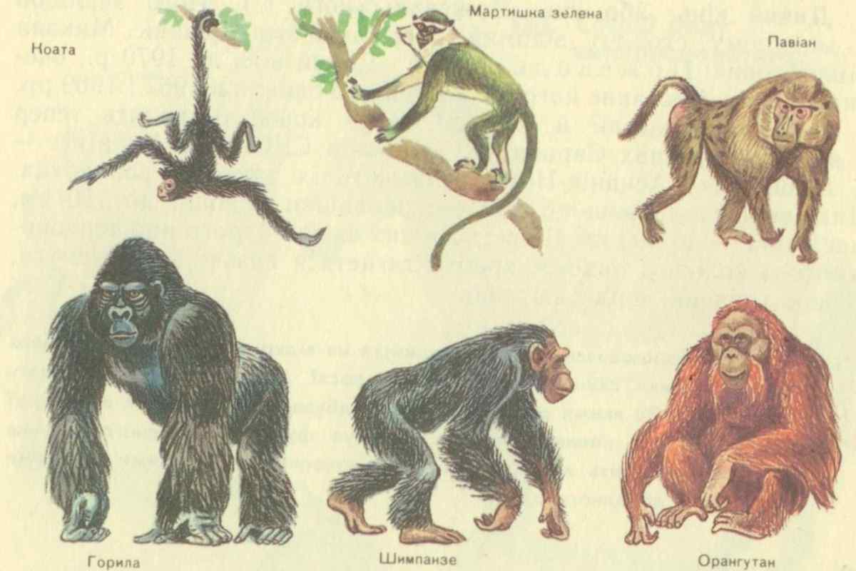 Сколько волос на теле шимпанзе