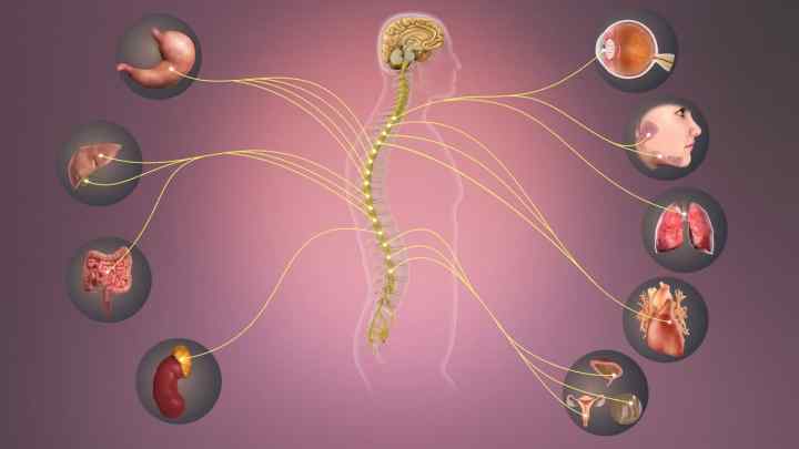 Що таке вегетативна нервова система