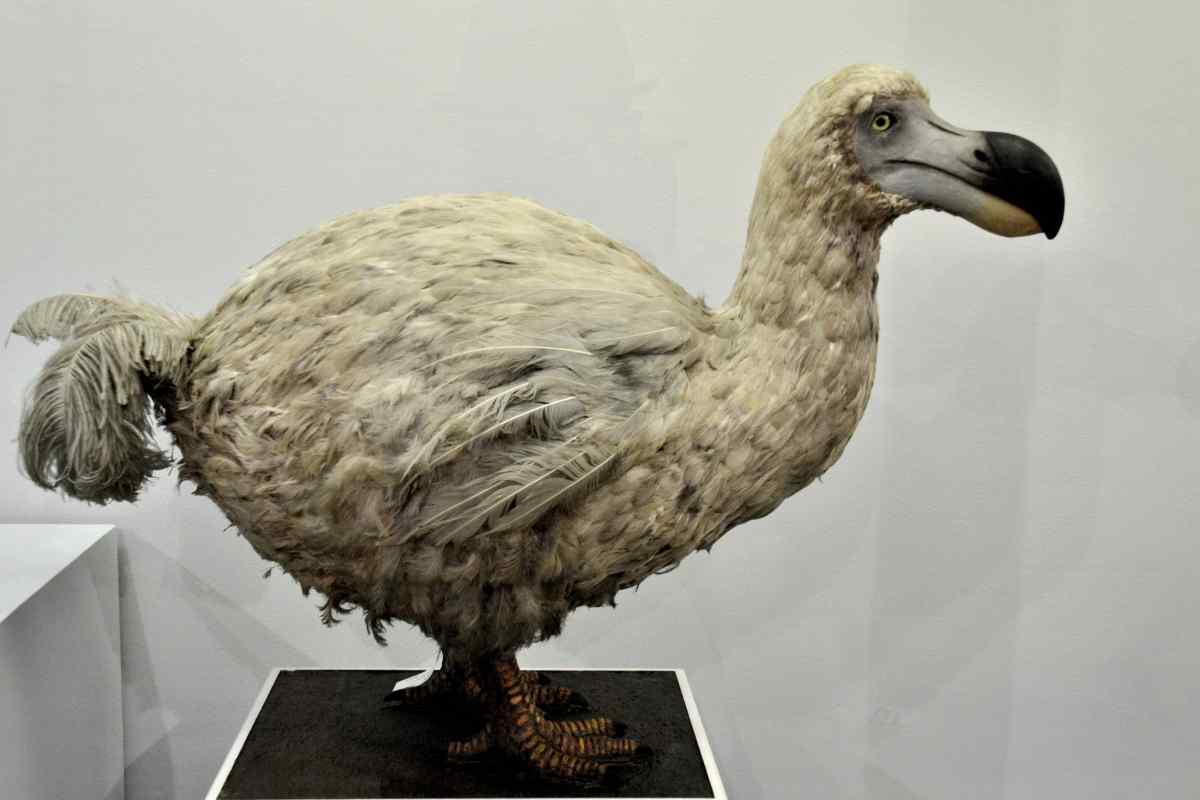 Птах додо: історія винищення