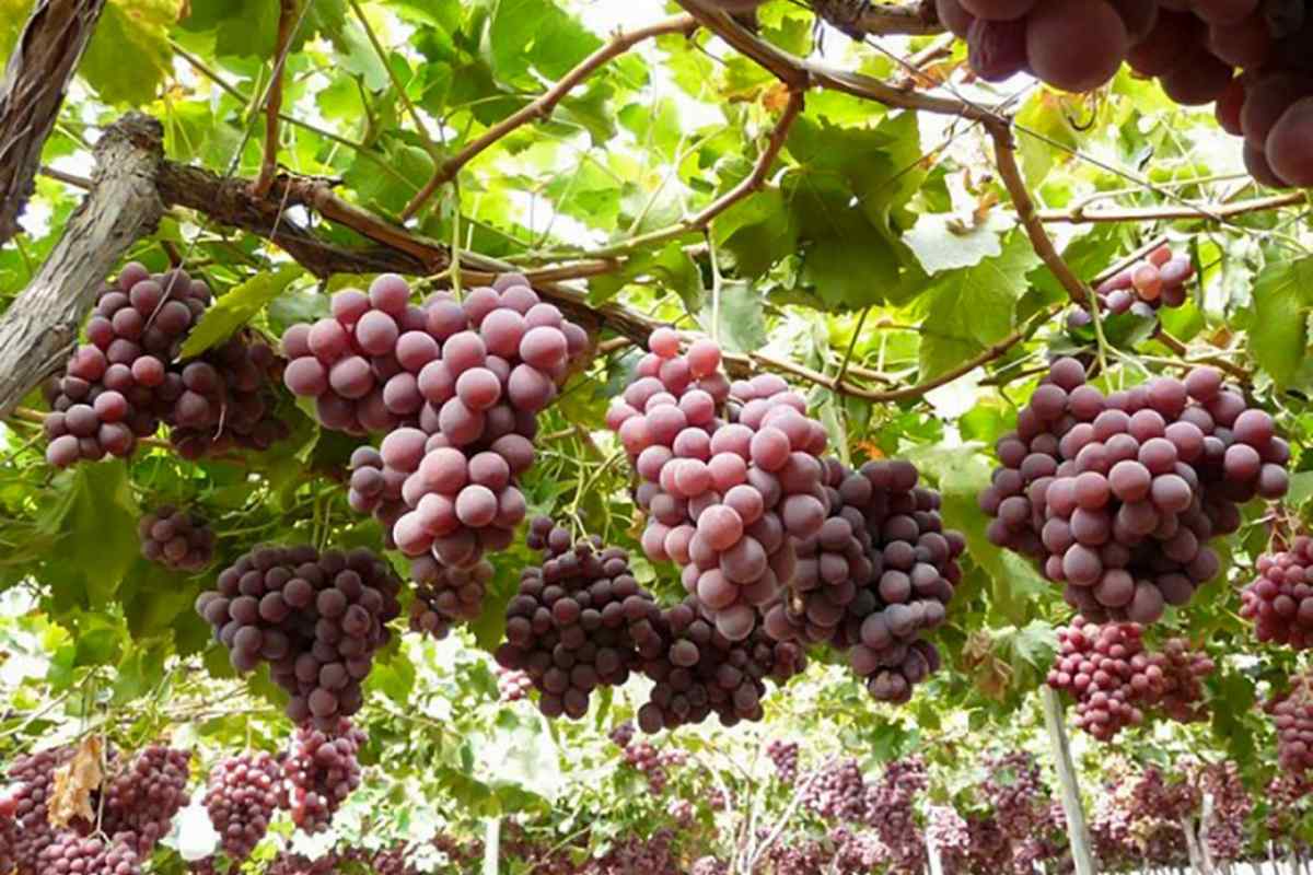 Як приготувати виноград