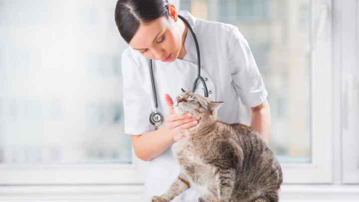 Як лікувати гормональний збій у кішки