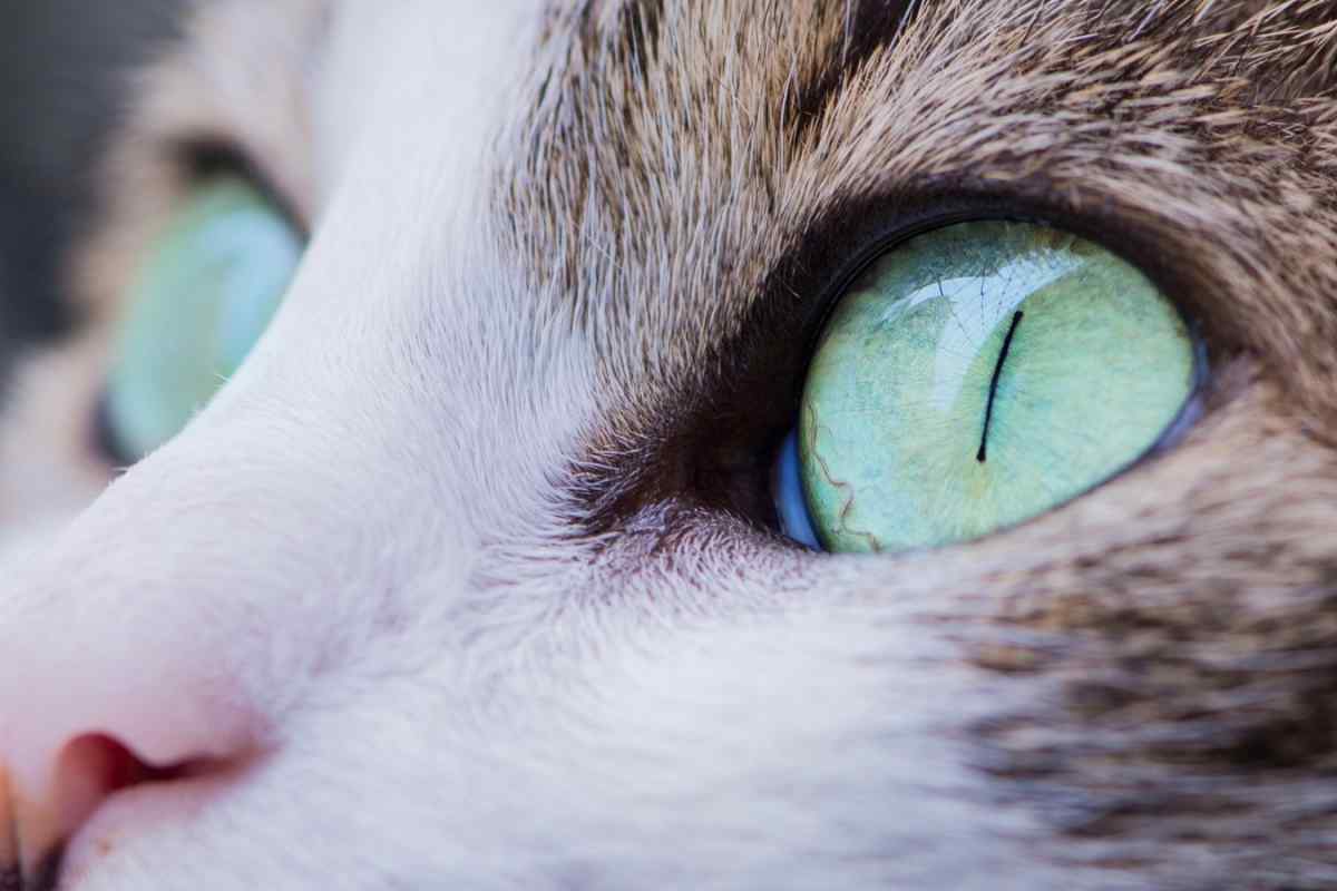 Як відновити зір у кішки