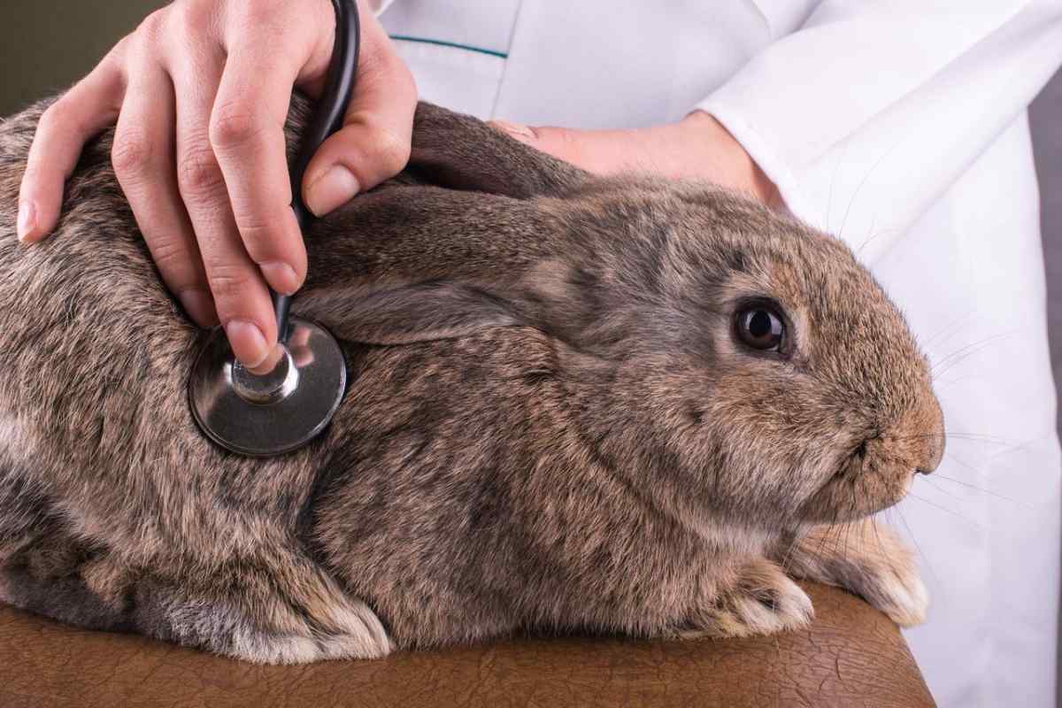 Як лікувати кролика