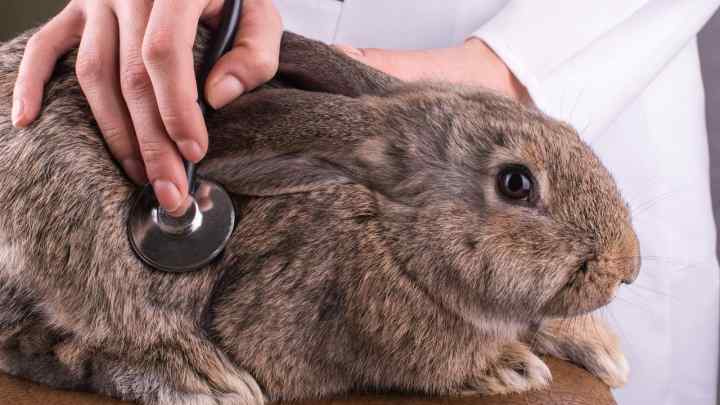 Як лікувати кролика