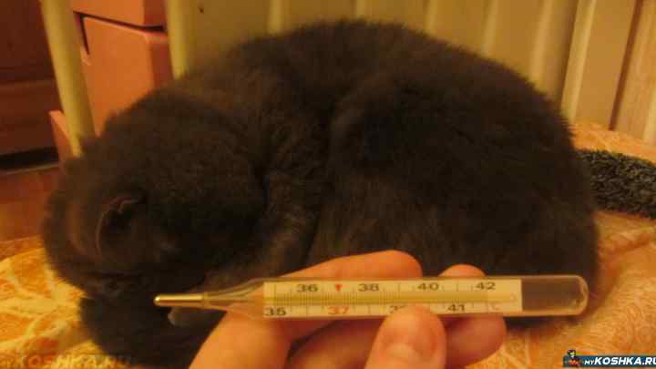 Як виміряти температуру кошеня