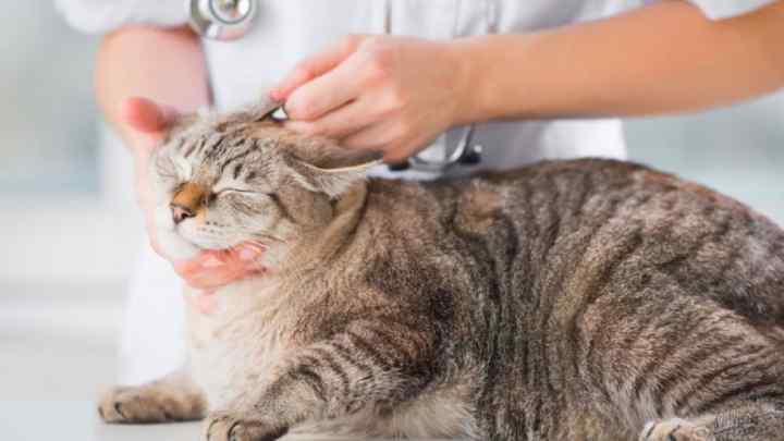 Як лікувати отруєння у кішок