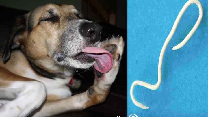 Як лікувати глисти у собак