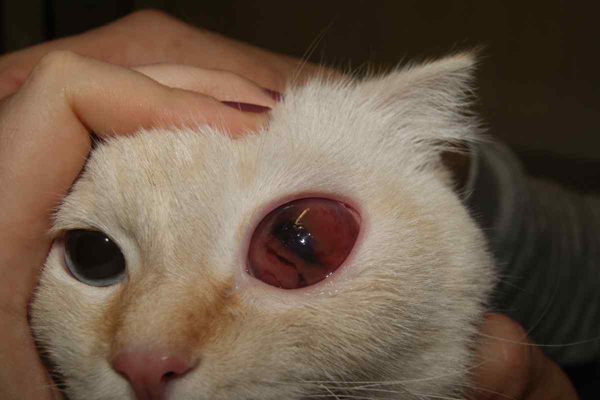 Як лікувати очі кошеню