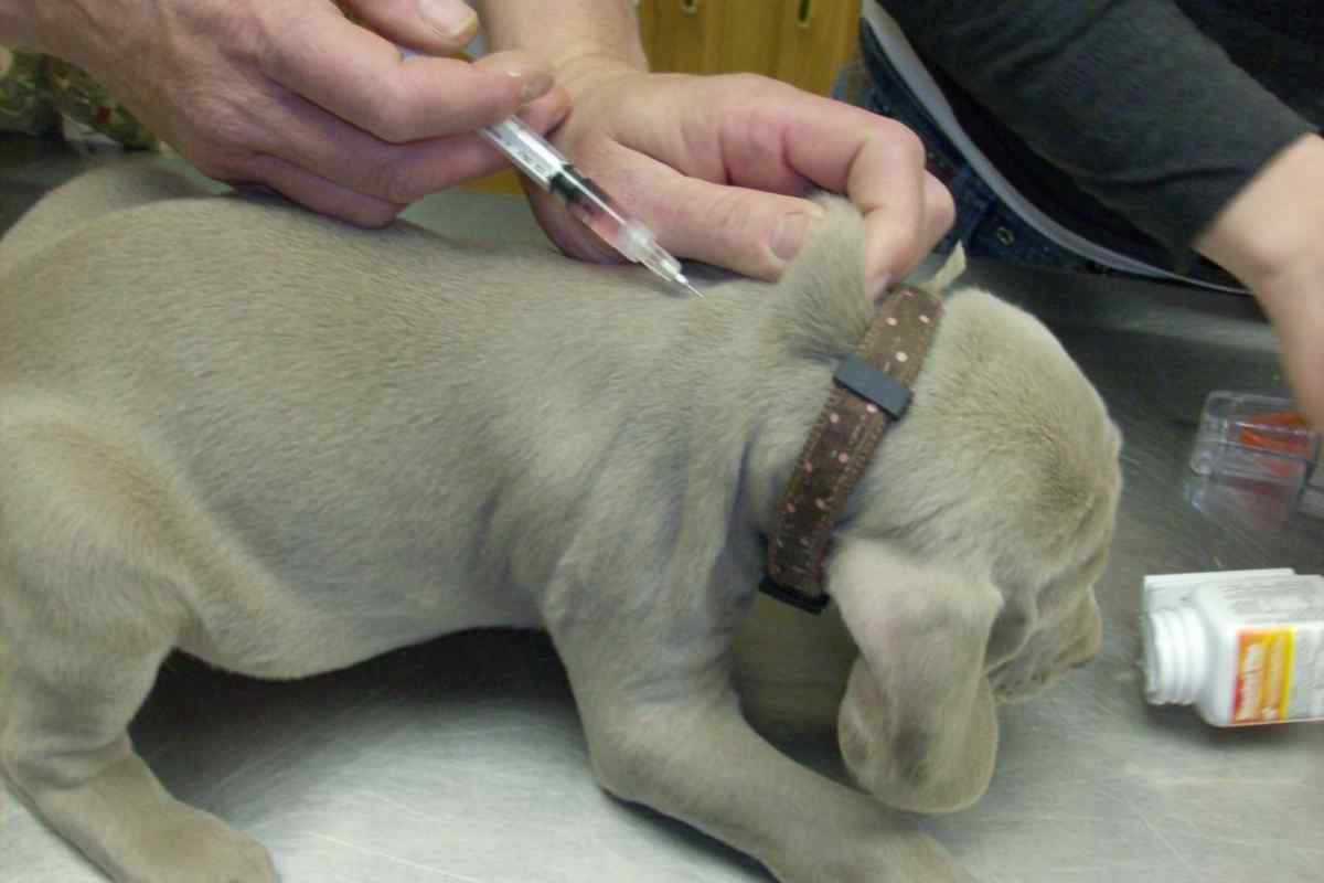 Як зробити собаці внутрішньомишковий укол