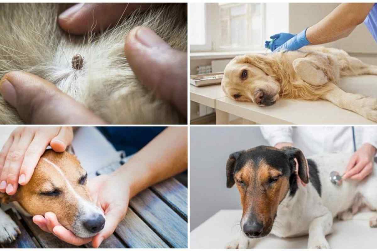 Як лікувати піроплазмоз у собак