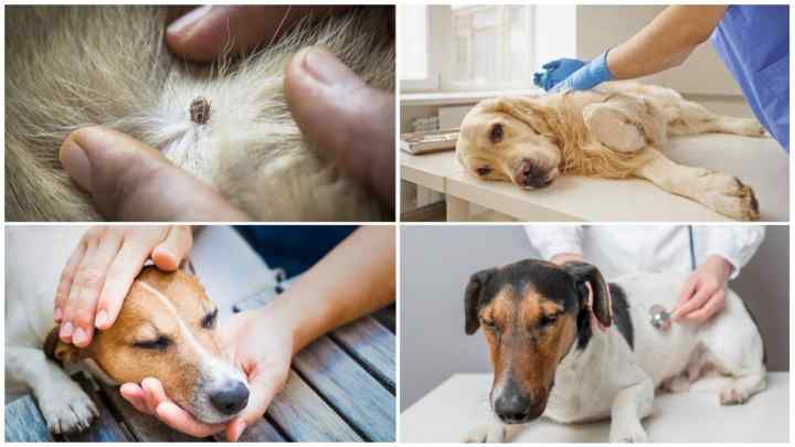 Як лікувати піроплазмоз у собак
