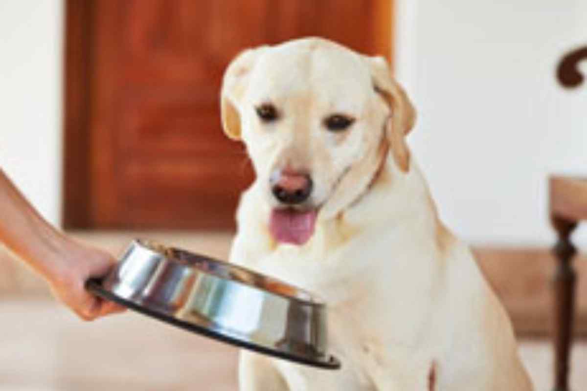 Що робити, якщо собака не їсть