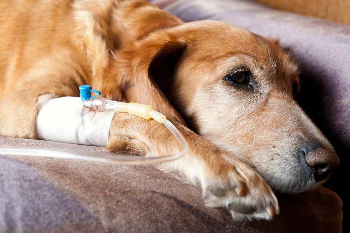 Лептоспіроз у собак: симптоми, причини, лікування