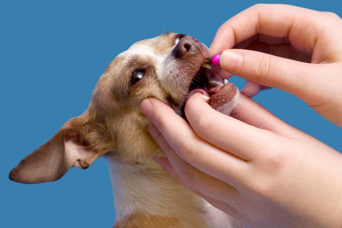 Як дати ліки собаці