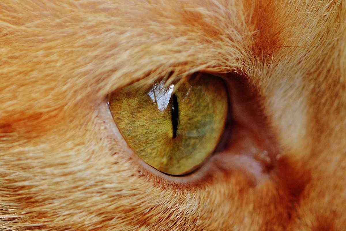 Чому у кішки сльозяться очі