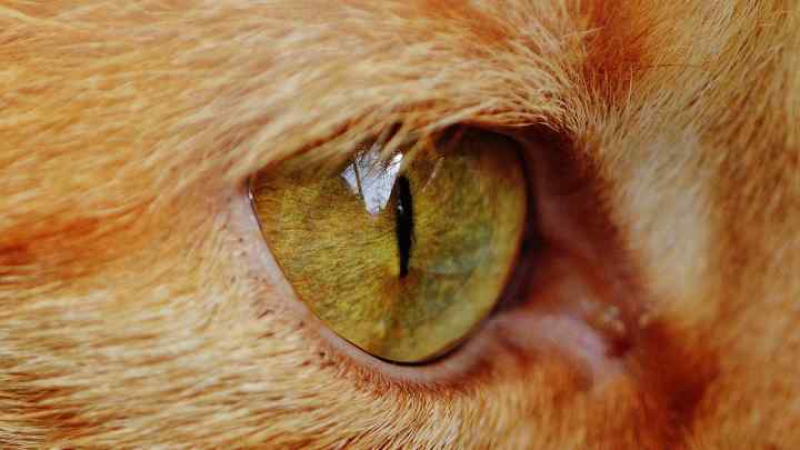 Чому у кішки сльозяться очі