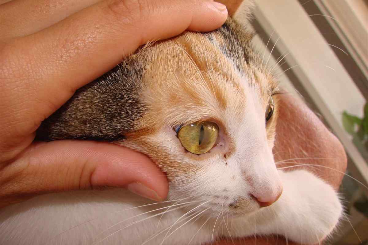 Як лікувати захворювання очей у кішок