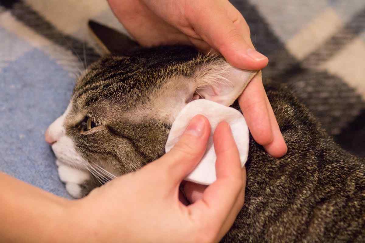 Як вилікувати вуха біля кішки