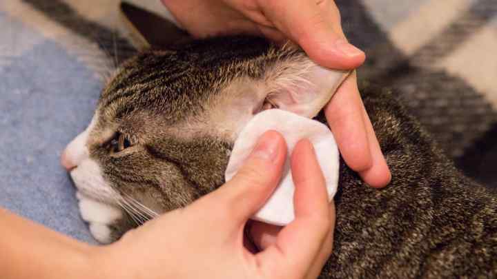 Як вилікувати вуха біля кішки