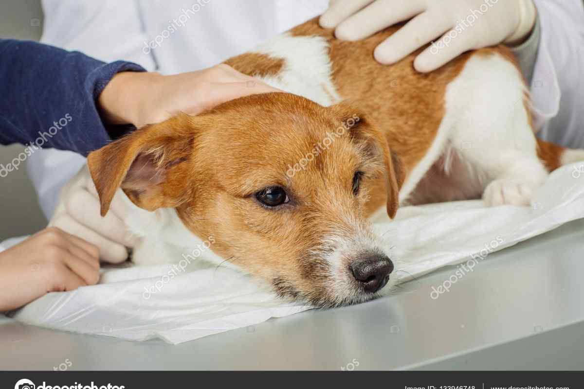 Чому виникають ентерити у собак і як їх лікувати