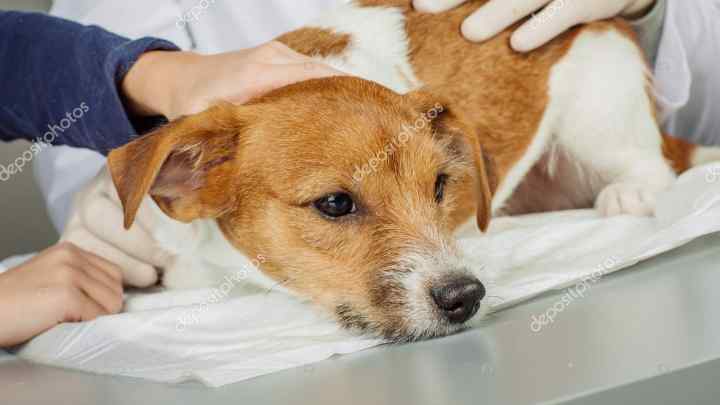 Чому виникають ентерити у собак і як їх лікувати