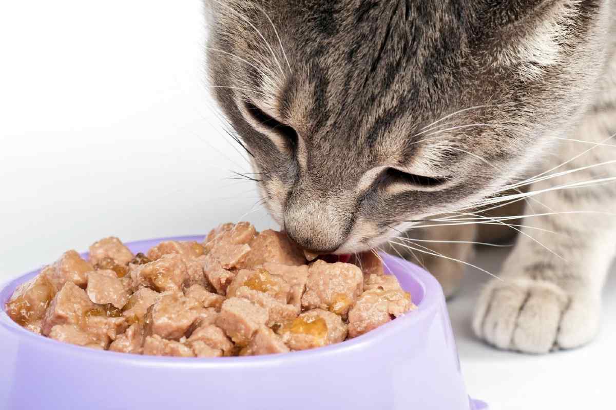 Що робити, якщо кішка відмовляється від їжі і води
