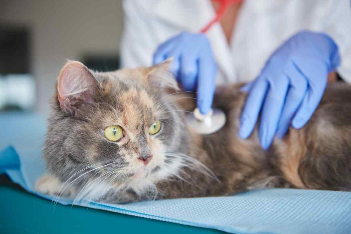 Як лікувати печінку у кішок