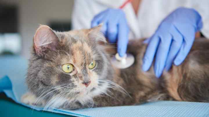 Як лікувати печінку у кішок