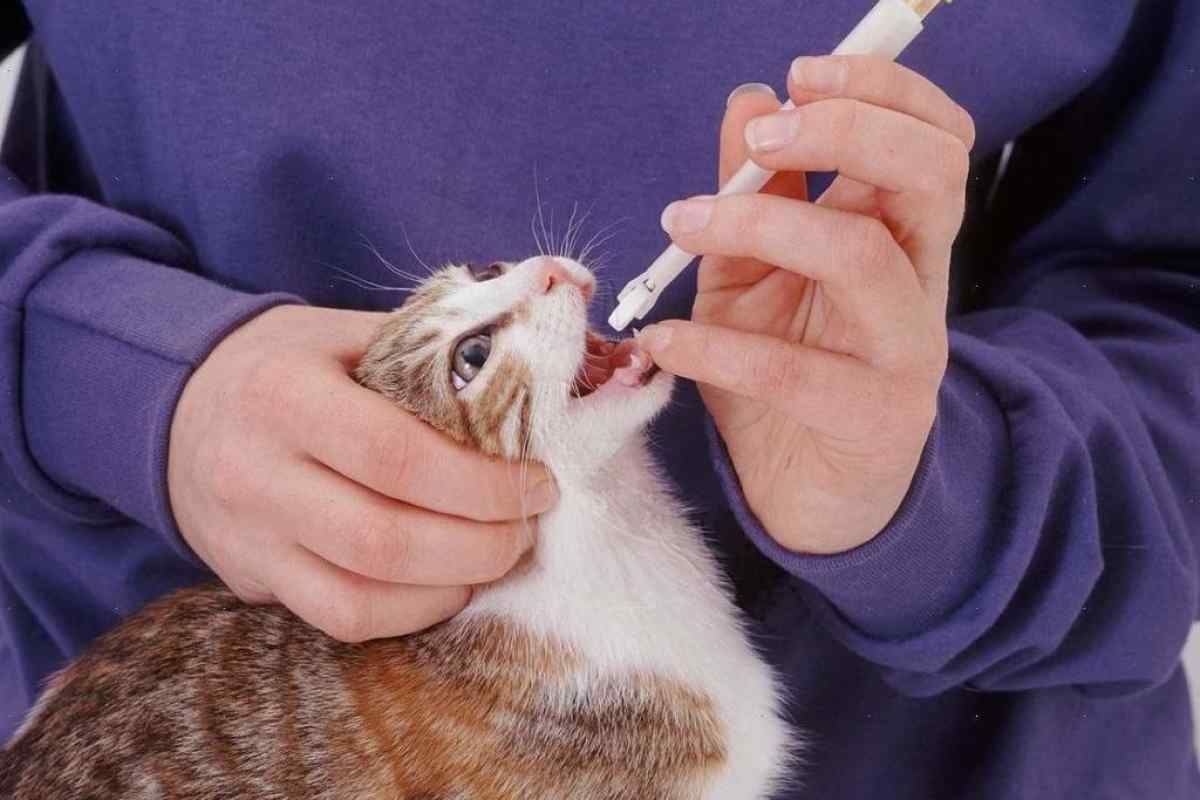 Як змусити кота випити таблетку