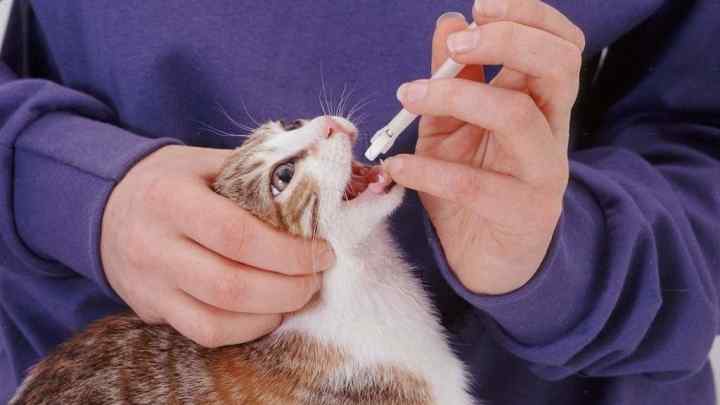 Як давати коту таблетки