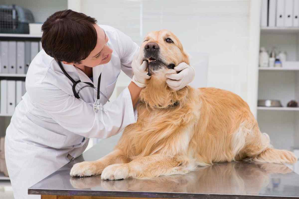 Як лікувати кашель собаки
