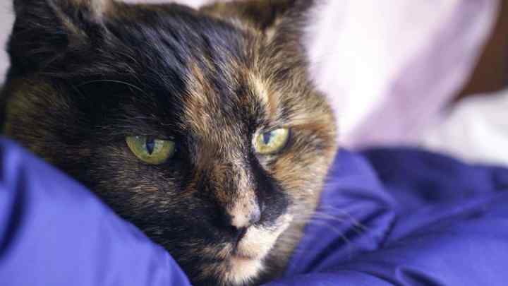 Гепатит у кішок: симптоми, лікування